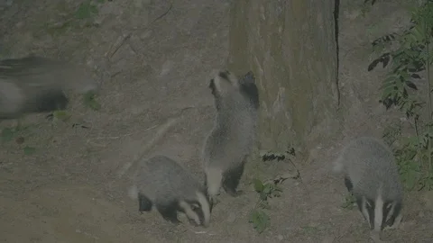 Badger (Meles meles) Stock Footage 125253876