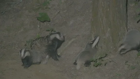 Badger (Meles meles) Stock Footage 125254203