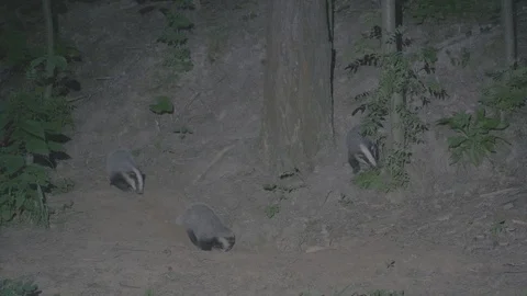 Badger (Meles meles) Video stock 125255612