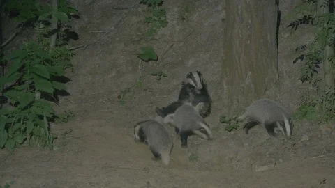 Badger (Meles meles) Stock Footage 125256779