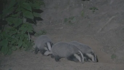 Badger (Meles meles) Stock Footage 125259711