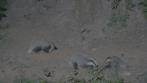 Badger (Meles meles) Stock Footage 125261202