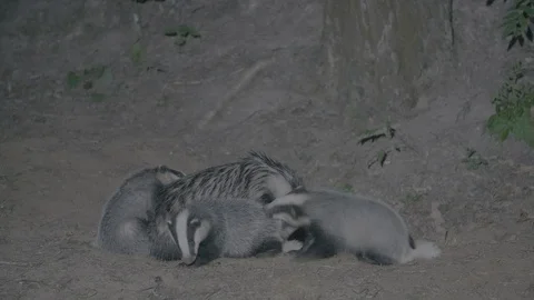 Badger (Meles meles) Stock Footage 125263408