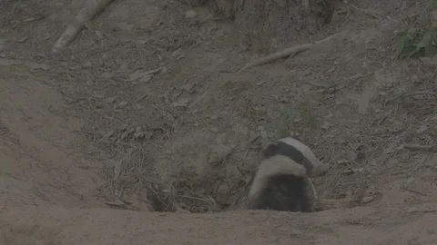 Badger (Meles meles) Stock Footage 125271843