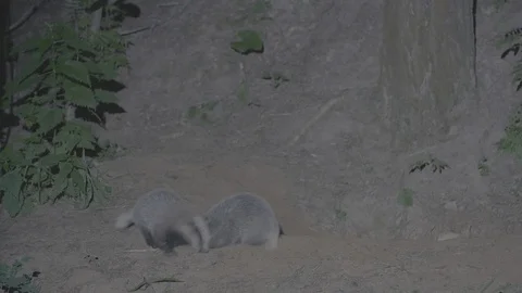 Badger (Meles meles) Stock Footage 125271913