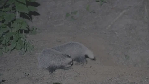 Badger (Meles meles) Stock Footage 125271974