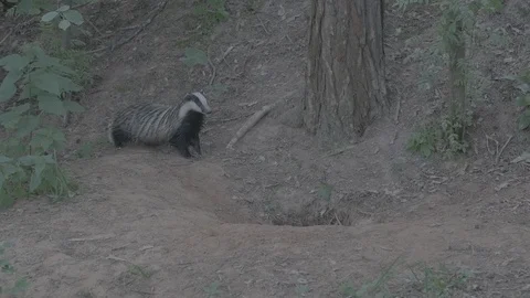 Badger (Meles meles) Stock Footage 125272218