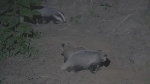 Badger (Meles meles) Stock Footage 125276876