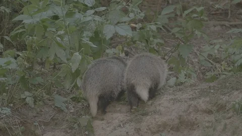 Badger (Meles meles) Stock Footage 125278496