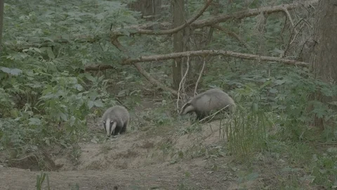Badger (Meles meles) Stock Footage 125284561