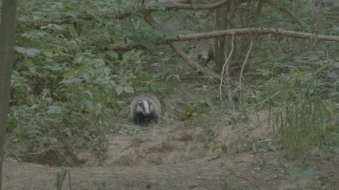 Badger (Meles meles) Stock Footage 125285034