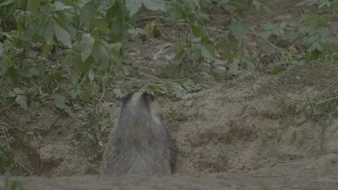 Badger (Meles meles) Stock Footage 125285336
