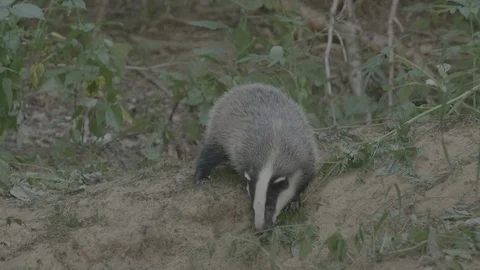 Badger (Meles meles) Stock Footage 125286352