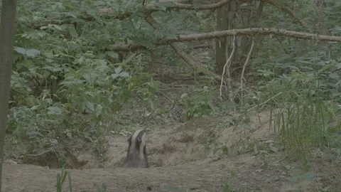 Badger (Meles meles) Stock Footage 125288476
