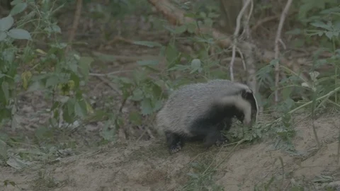Badger (Meles meles) Stock Footage 125288487