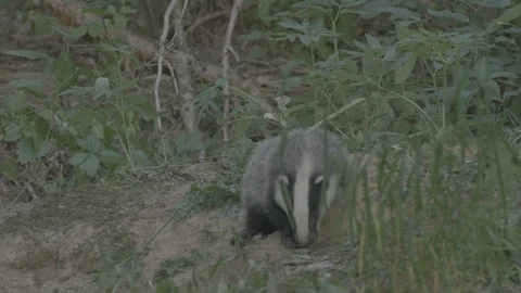Badger (Meles meles) Stock Footage 125289006