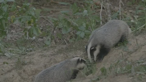 Badger (Meles meles) Stock Footage 125289012