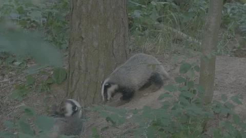 Badger (Meles meles) Stock Footage 125290564