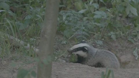 Badger (Meles meles) Stock Footage 125291321