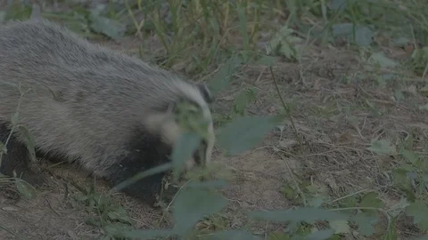 Badger (Meles meles) Video stock 125291449