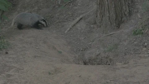 Badger (Meles meles) Stock Footage 125291653