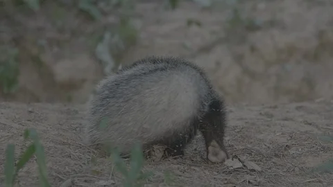 Badger (Meles meles) Stock Footage 125293720