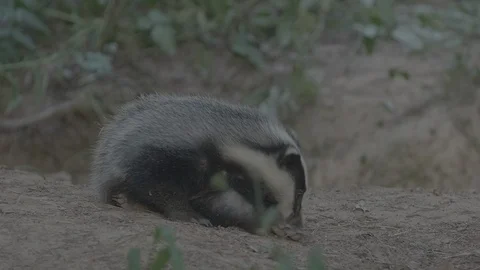 Badger (Meles meles) Stock Footage 125295001