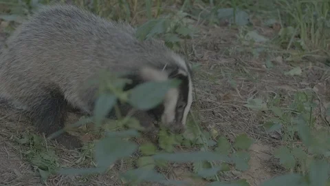 Badger (Meles meles) Stock Footage 125295693