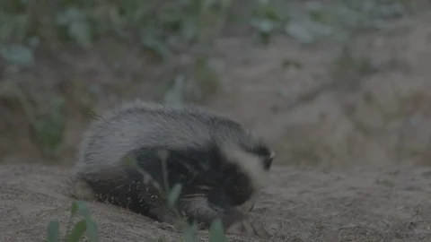 Badger (Meles meles) 스톡 동영상 125297185