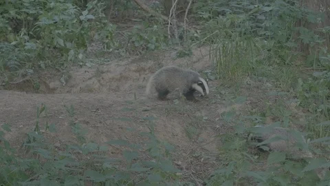 Badger (Meles meles) Stock Footage 125298161
