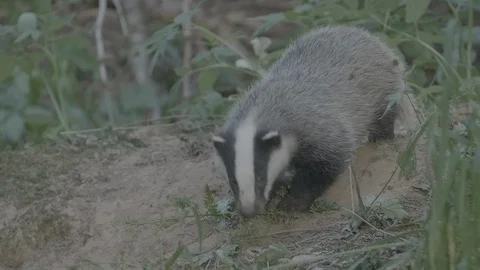 Badger (Meles meles) Video stock 125299543