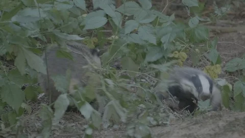 Badger (Meles meles) Stock Footage 125302120