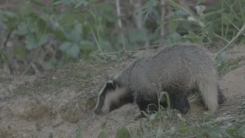 Badger (Meles meles) Video stock 125303474