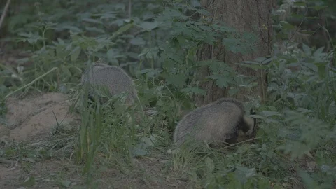 Badger (Meles meles) Stock Footage 125306072