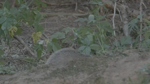 Badger (Meles meles) Stock Footage 125308143