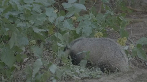 Badger (Meles meles) Stock Footage 125309906