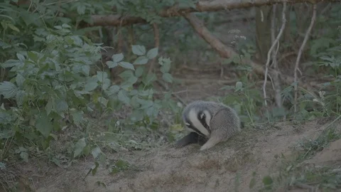 Badger (Meles meles) Stock Footage 125312215