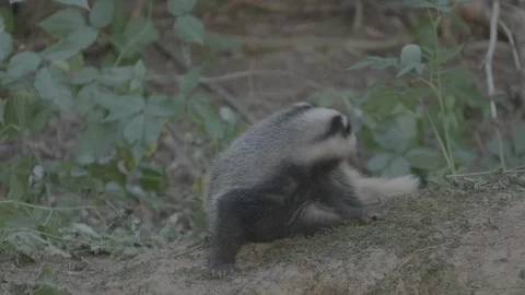 Badger (Meles meles) Stock Footage 125313965