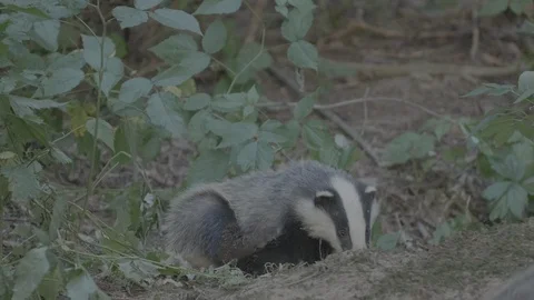 Badger (Meles meles) Stock Footage 125318995