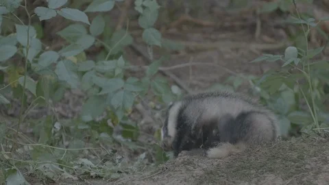 Badger (Meles meles) Stock Footage 125319638