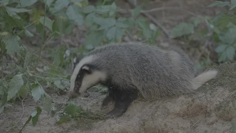 Badger (Meles meles) Stock Footage 125319728