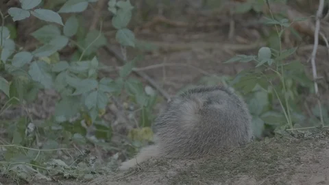Badger (Meles meles) Stock Footage 125319819