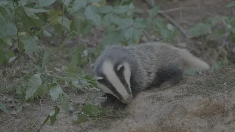 Badger (Meles meles) Stock Footage 125325812
