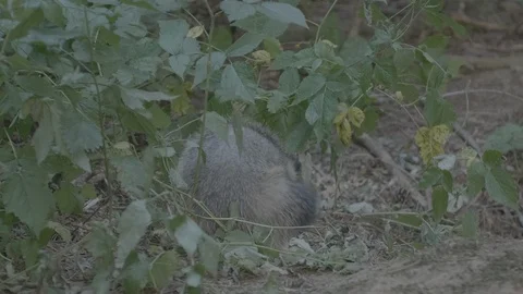 Badger (Meles meles) Stock Footage 125327113