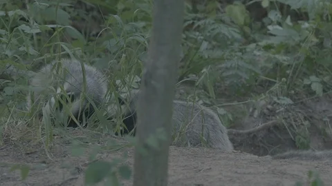 Badger (Meles meles) Stock Footage 125327165