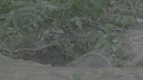 Badger (Meles meles) Stock Footage 125344207
