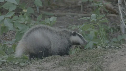 Badger (Meles meles) Stock Footage 125344319