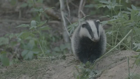 Badger (Meles meles) Video stock 125344443