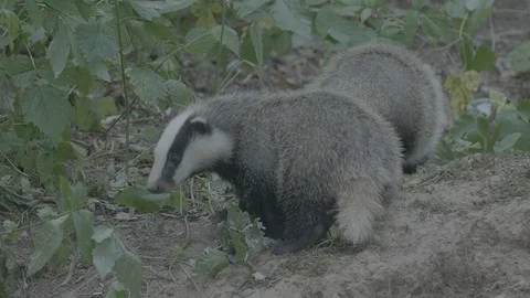 Badger (Meles meles) Stock Footage 125344748