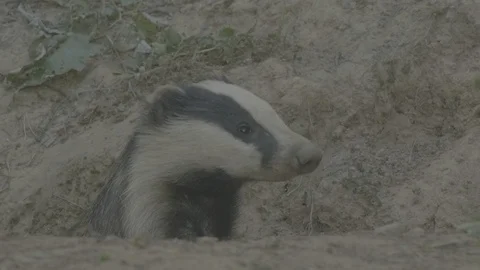 Badger (Meles meles) Stock Footage 125345056
